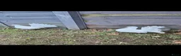 Doves birds for sale: Breeding pair fantail doves - Advert 1