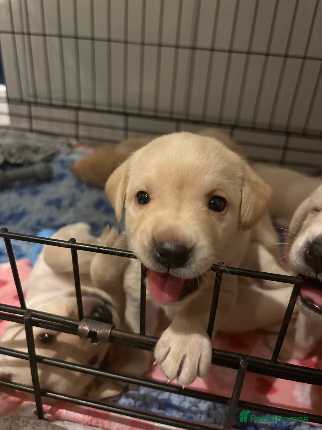 Labrador Retriever dogs for sale: Labrador Retriever Puppies 🐶  - Advert 7