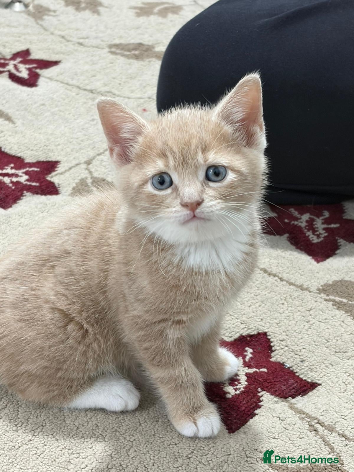 British Shorthair cats 4 kittens  - Advert 1