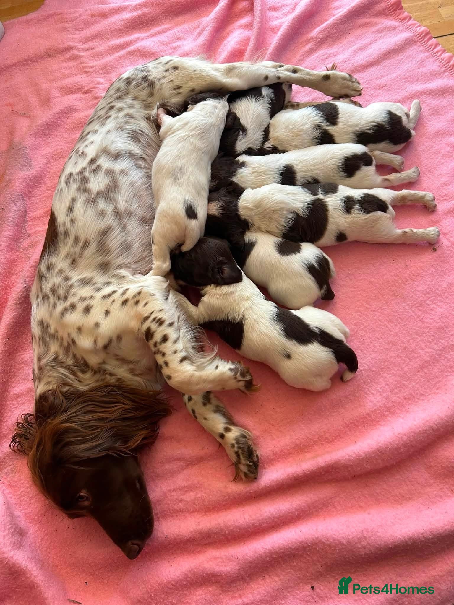 English Springer Spaniel dogs Working English Springer Spaniels  - Advert 1