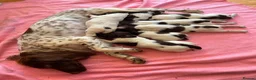 English Springer Spaniel dogs for sale: Working English Springer Spaniels  - Advert 1