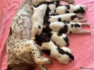 English Springer Spaniel dogs Working English Springer Spaniels - Advert 3