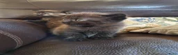Persian cats for sale: Persian Cross Kittens for Sale - Advert 10
