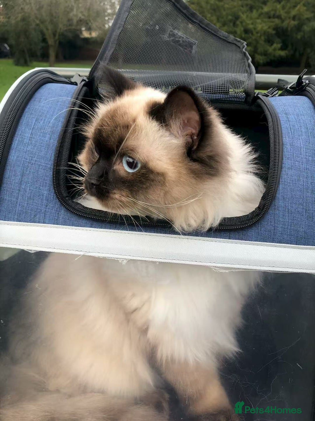 Ragdoll cats for sale: Two adorable ragdolls ready for new home  - Image 6