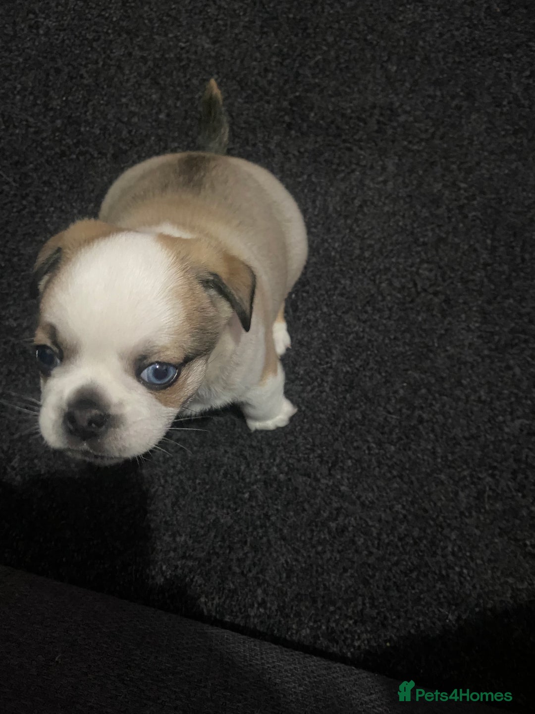 Chug dogs for sale: Stunning boy and girl Chug ready on February 7th - Advert 10