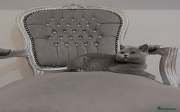 British Shorthair cats for sale: British blue shorthaired male & female kitten - Image 9