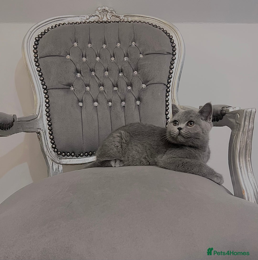 British Shorthair cats for sale: British blue shorthaired male & female kitten - Image 9