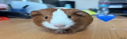 Guinea Pig rodents for sale: Young Guinea Pigs - 1 Male & 1 Female - Advert 3