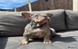 French Bulldog dogs for sale: French Bulldog Puppies–4 Girls & 2 Boys READY NOW  in Walton-on-Thames - Image 30