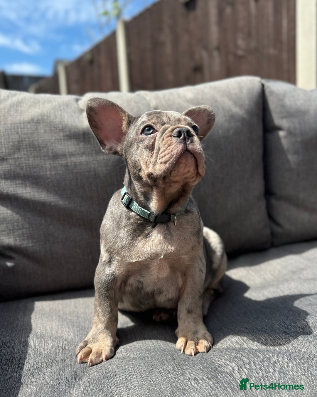 French Bulldog dogs for sale: French Bulldog Puppies–4 Girls & 2 Boys READY NOW  in Walton-on-Thames - Image 30
