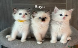 Ragdoll cats for sale: Attention🎈Rare Kitten  - Image 15
