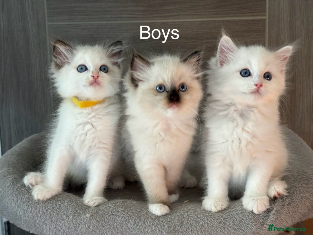 Ragdoll cats for sale: Attention🎈Rare Kitten  - Image 15