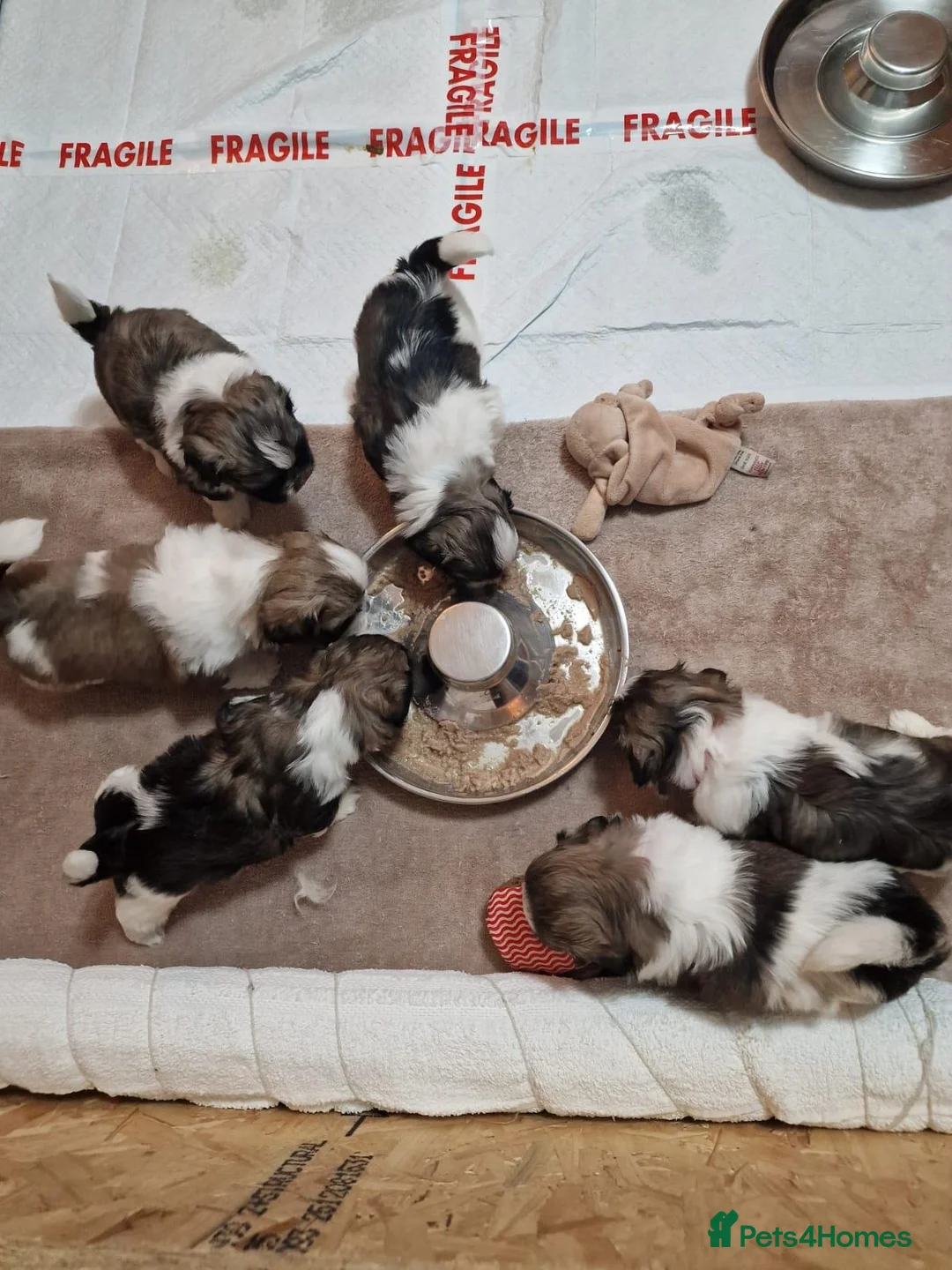 Shih Tzu dogs for sale: Gorgeous Shih Tzu Puppies – Ready at 8 Weeks - Advert 1