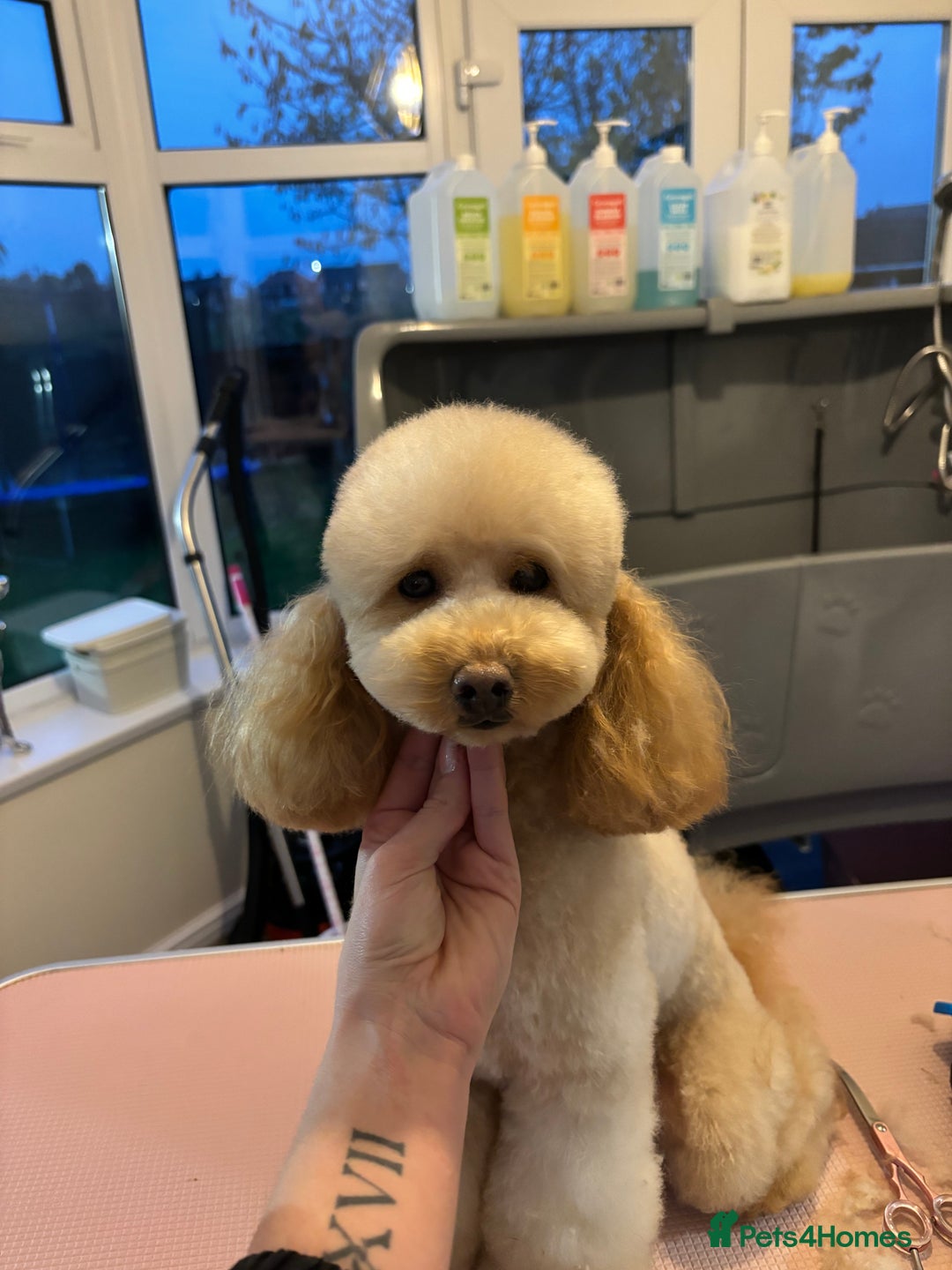 Miniature Poodle dogs for stud: Proven - KC REG MINIATURE POODLE STUD 🐩🐾 in Doncaster - Image 4