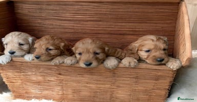 Cockapoo dogs - Advert 6