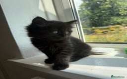 Persian cats for sale: Persian BSH kittens ready next weekend - Image 16