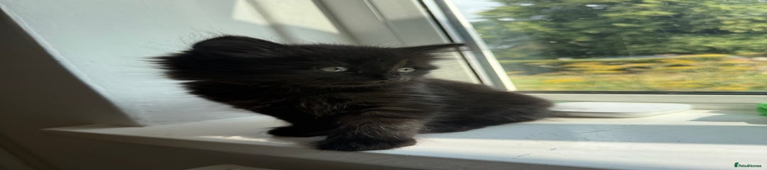 Persian Kitten 1