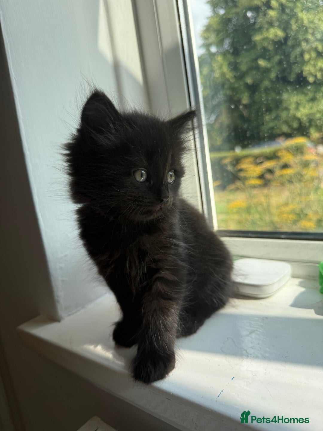 Persian cats for sale: Persian BSH kittens ready next weekend - Image 16