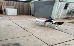 German Shorthaired Pointer dogs for sale: German shorthaired pointer - Image 22