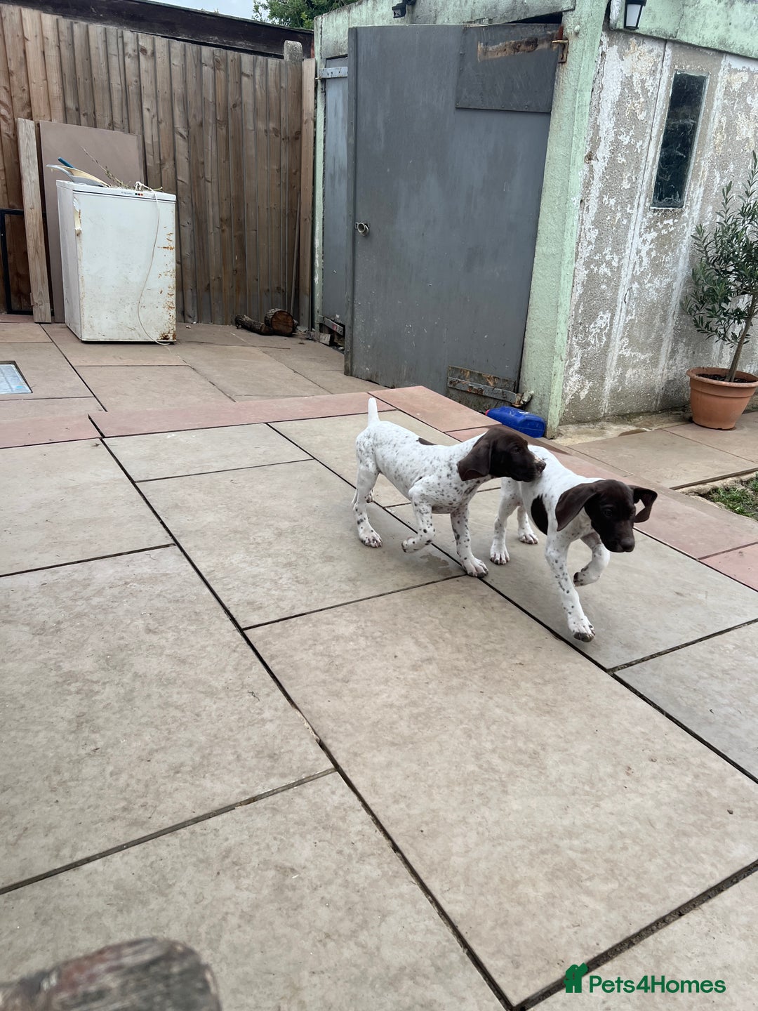 German Shorthaired Pointer dogs for sale: German shorthaired pointer - Image 22