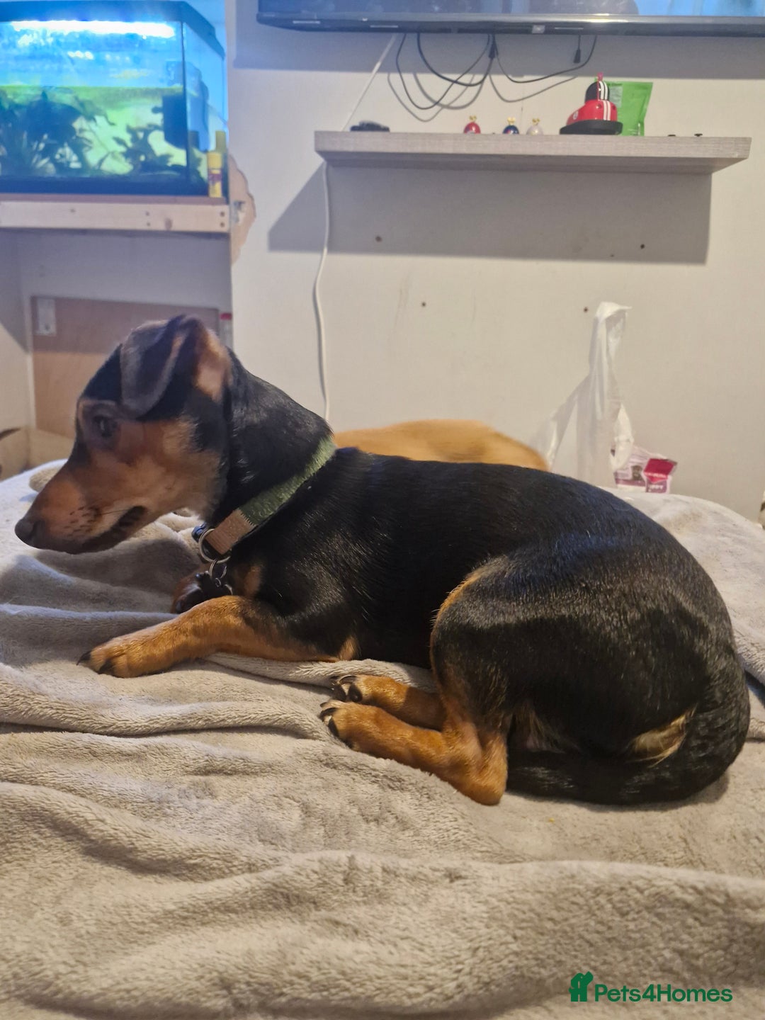 Jack Russell dogs for sale: 12 month male Jack Russell  - Advert 4