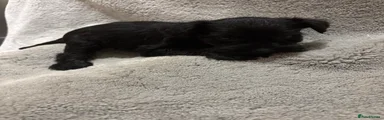 Miniature Schnauzer 4