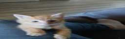 Mixed Breed cats for sale: Very playful social kittens for sale - Advert 4