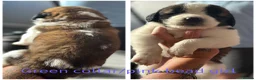 Saint Bernard dogs for sale: Baby bears - Advert 21