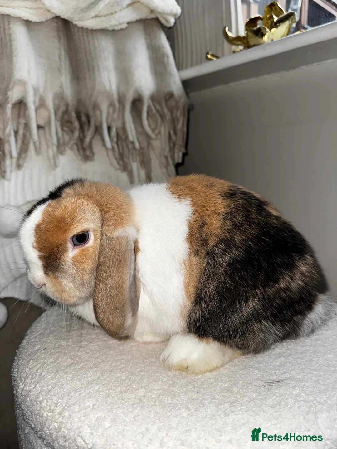 Mini Lop rabbits for sale: 🌾 Bonded Mini Lop Rabbit/Bunny Pair 🌾 - Advert 5