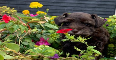 Miniature Schnauzer dogs - Advert 15