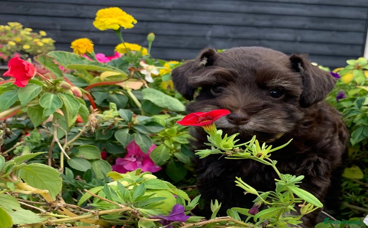 Miniature Schnauzer dogs - Advert 5