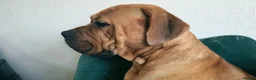 Mixed Breed dogs for sale: LAST ONE Mastiff Bordeaux Puppies  - Advert 13