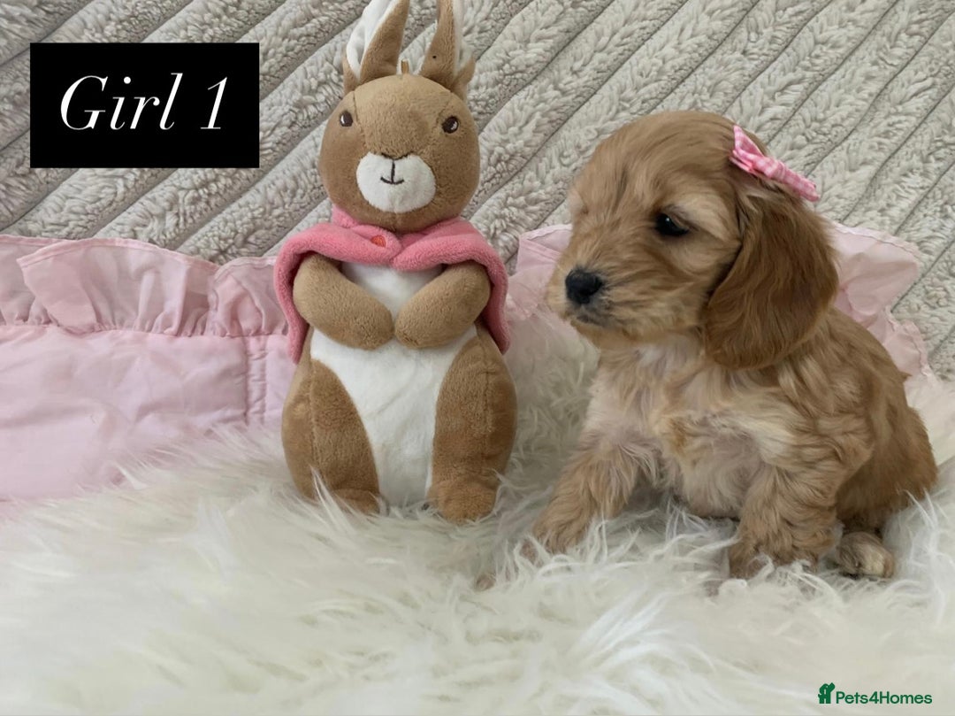 Cockapoo dogs for sale: Beautiful Cockapoo puppies🐶 - Image 3