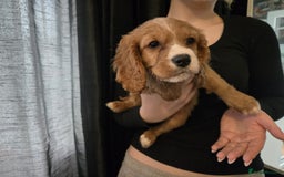 Cavapoo dogs for sale: 3 Red Cavapoo pups for sale - Image 4