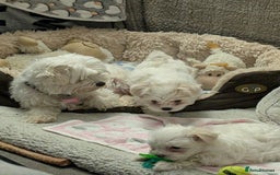 Maltese dogs for sale: Absolutely adorable Maltese girl  - Image 23