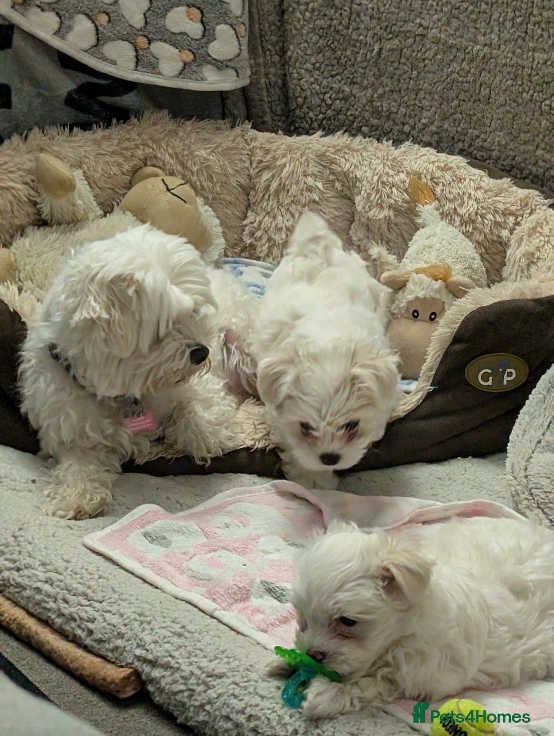 Maltese dogs for sale: Absolutely adorable Maltese girl  - Image 23