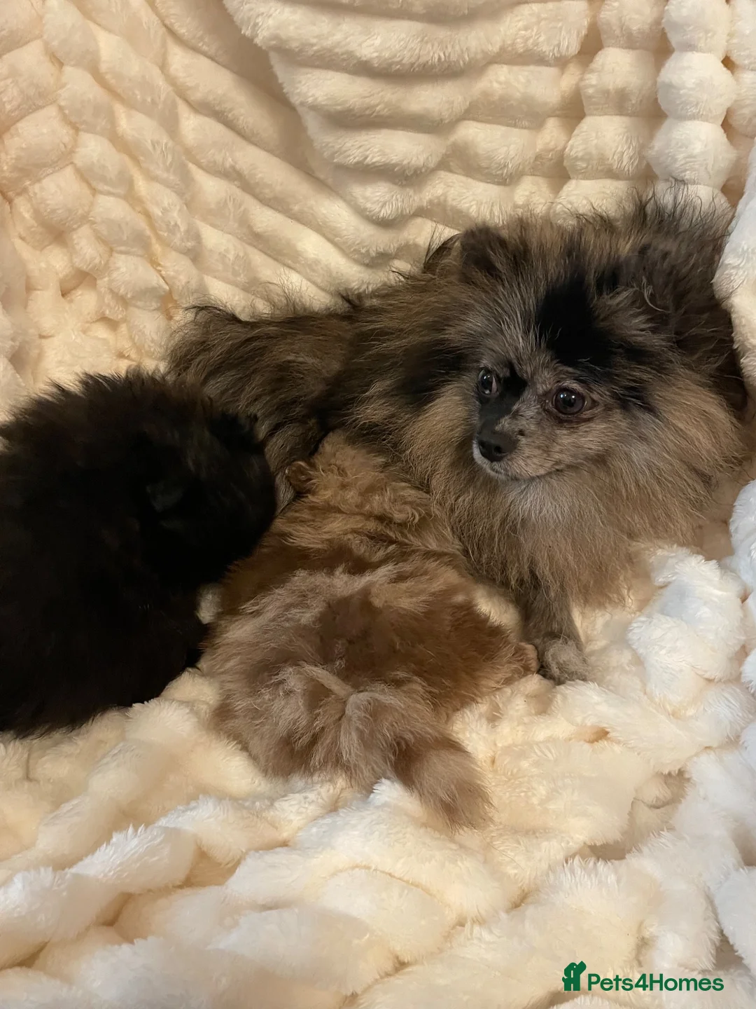 Pomchi dogs for sale: Beautiful little Pomeranian girl  - Advert 4