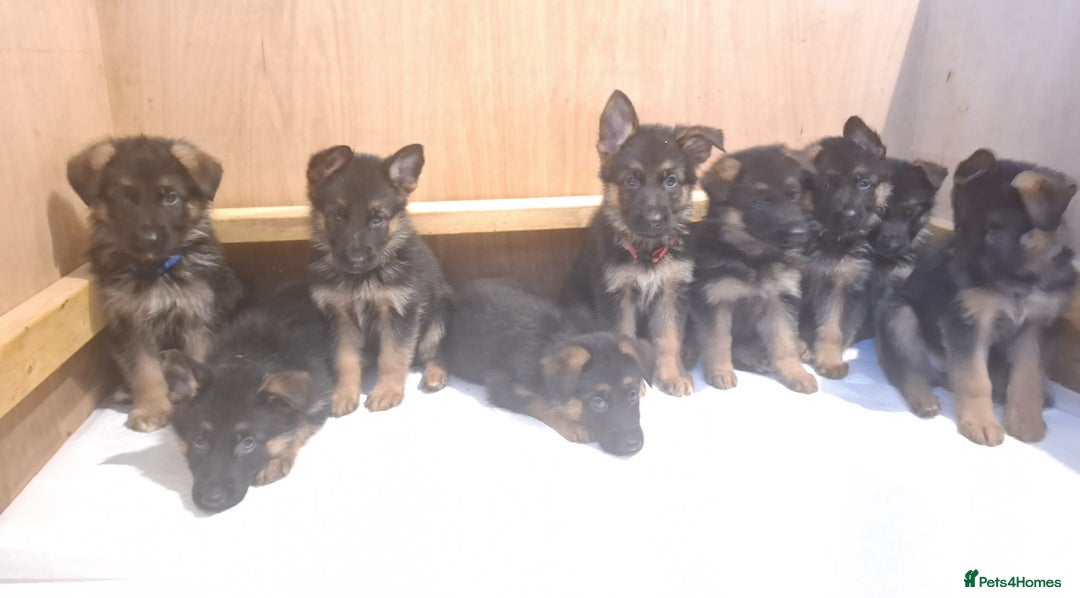 German Shepherd dogs for sale: Female German Shepherd Pup - Image 9