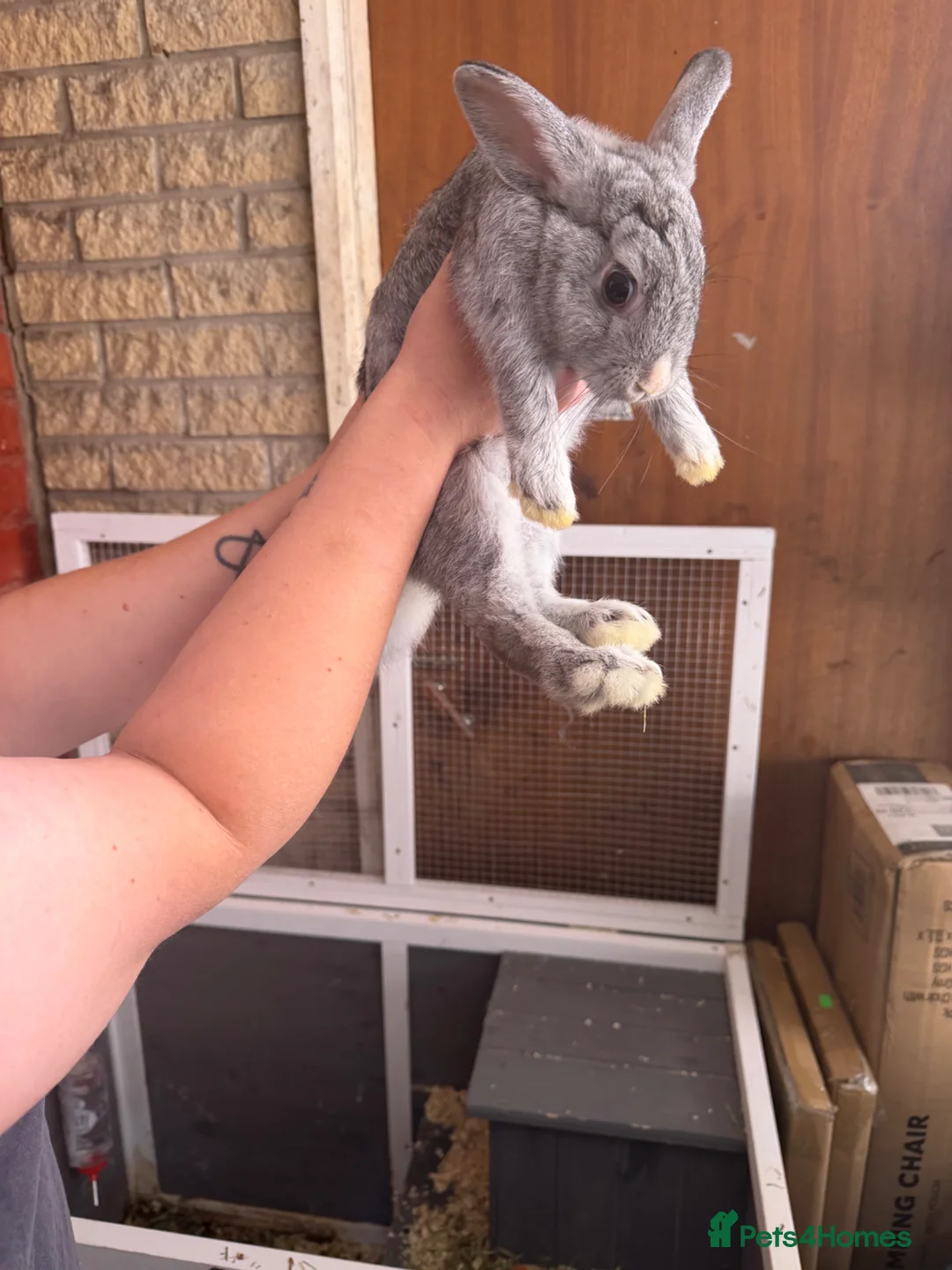 Dwarf Lop rabbits for sale: Mini lops for sale  in Manchester - Advert 6