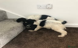 Sproodle dogs for sale: Sproodle - Image 19