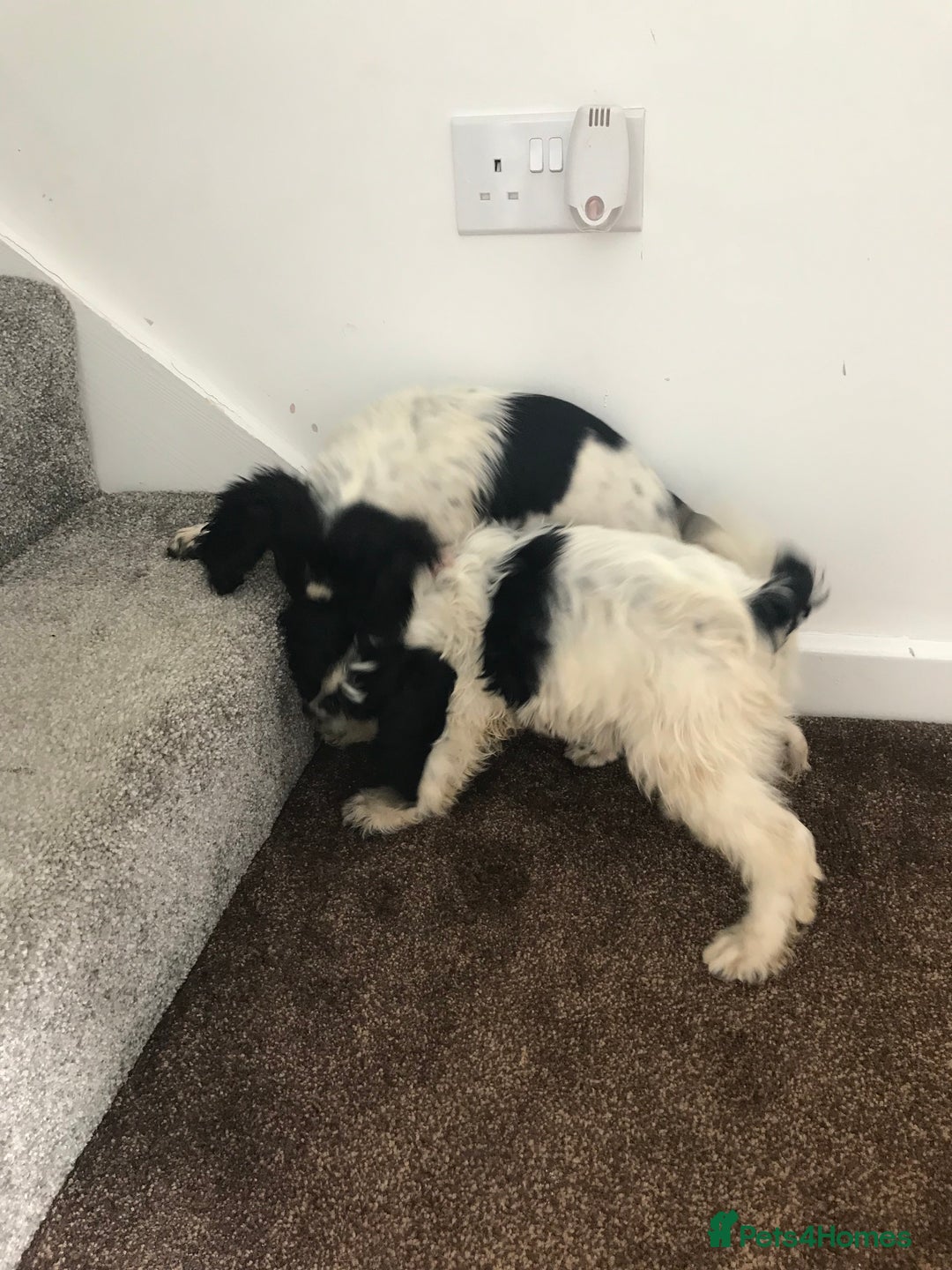Sproodle dogs for sale: Sproodle - Image 19