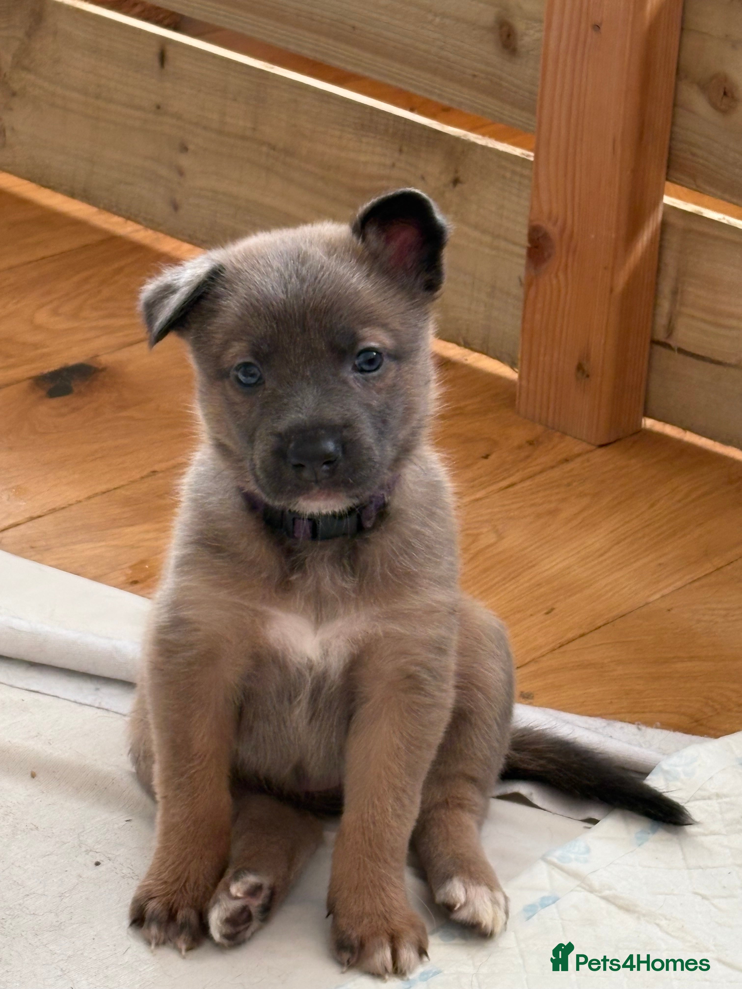 Mixed Breed dogs Border collie x Belgian Malinois - Advert 3