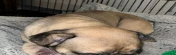 French Bulldog dogs for sale: French Bulldog puppies  - Advert 3