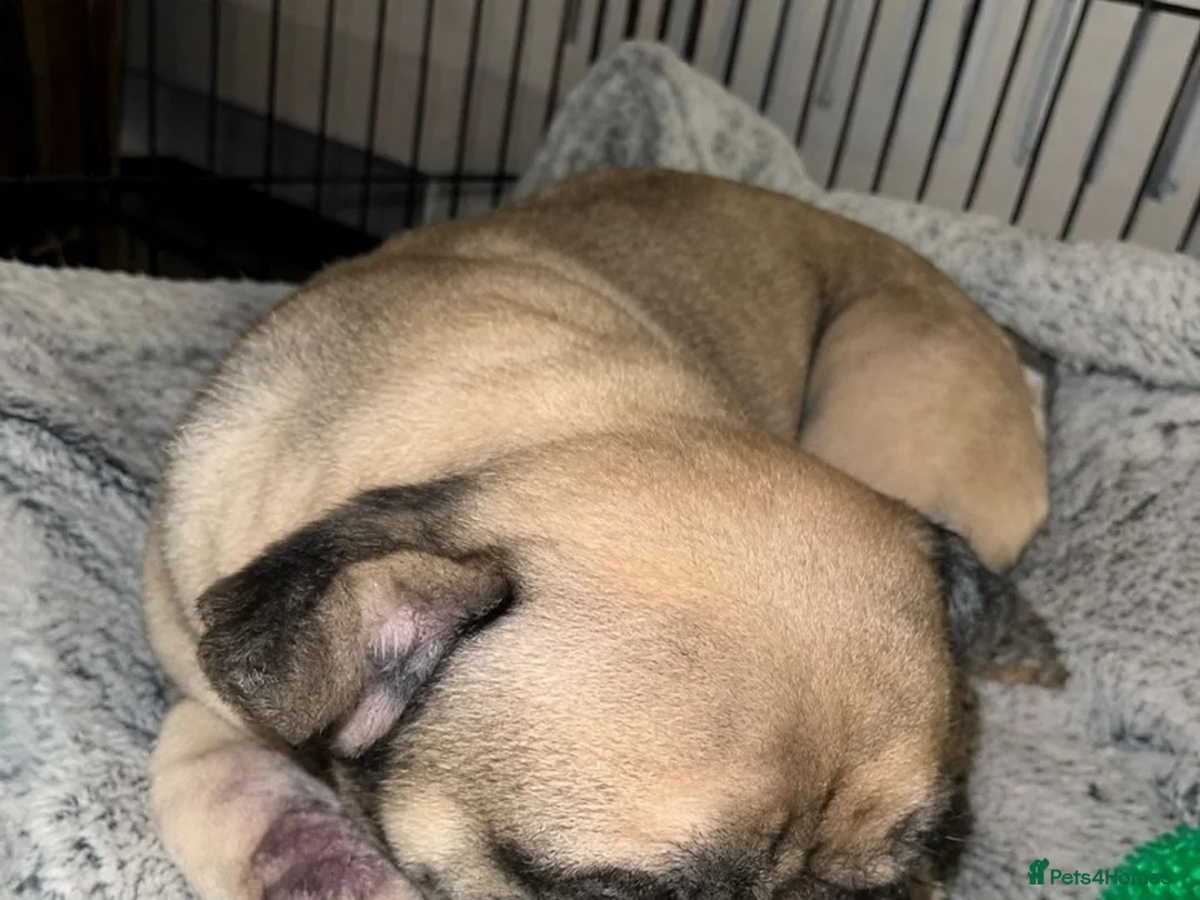 French Bulldog dogs for sale: French Bulldog puppies  - Advert 3