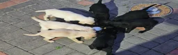 Labrador Retriever dogs for sale: Labrador puppies  - Advert 10