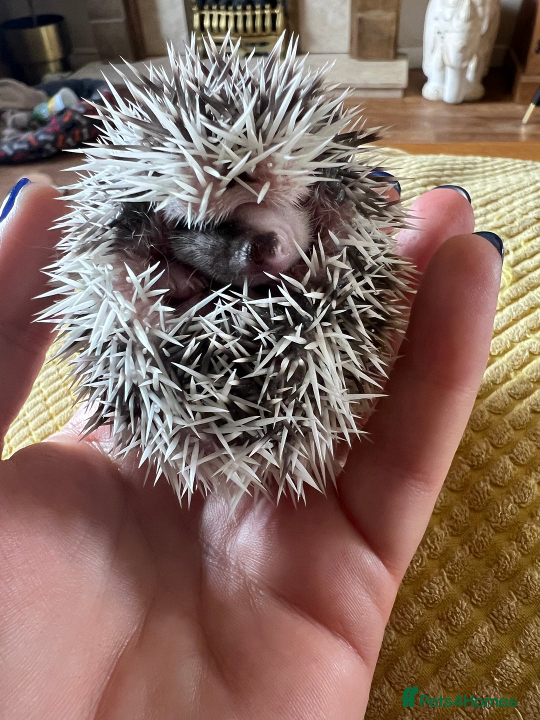 Pygmy Hedgehog rodents for sale: African Pygmy hedgehogs hoglets  - Image 8