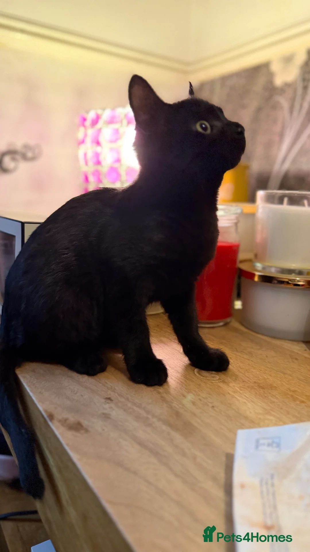 Mixed Breed cats for sale: Beautiful Bsh mixed litter now ready  - Advert 2