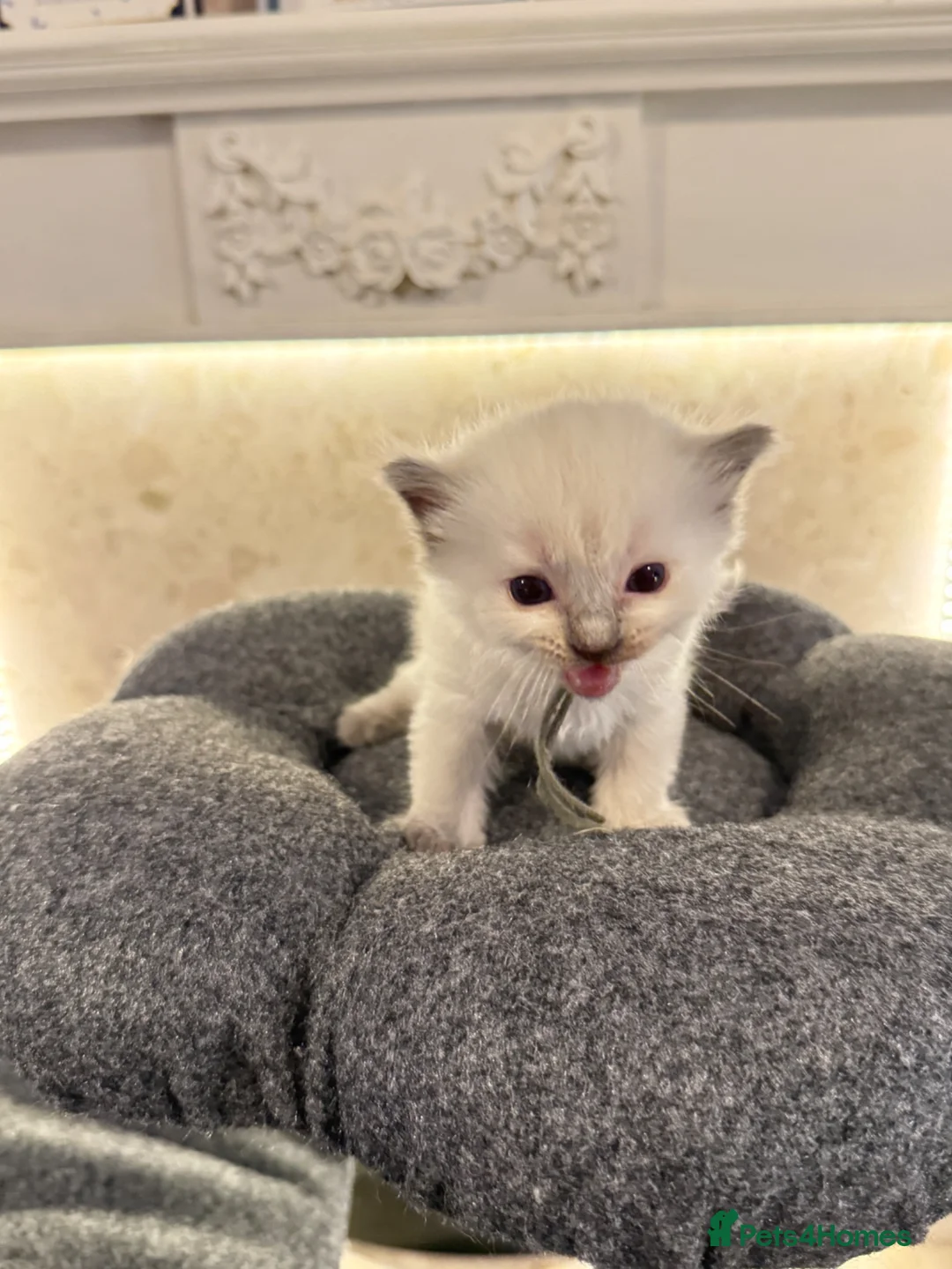 Ragdoll cats for sale: *** 5 Pure Ragdoll Kittens for Sale*** - Advert 2