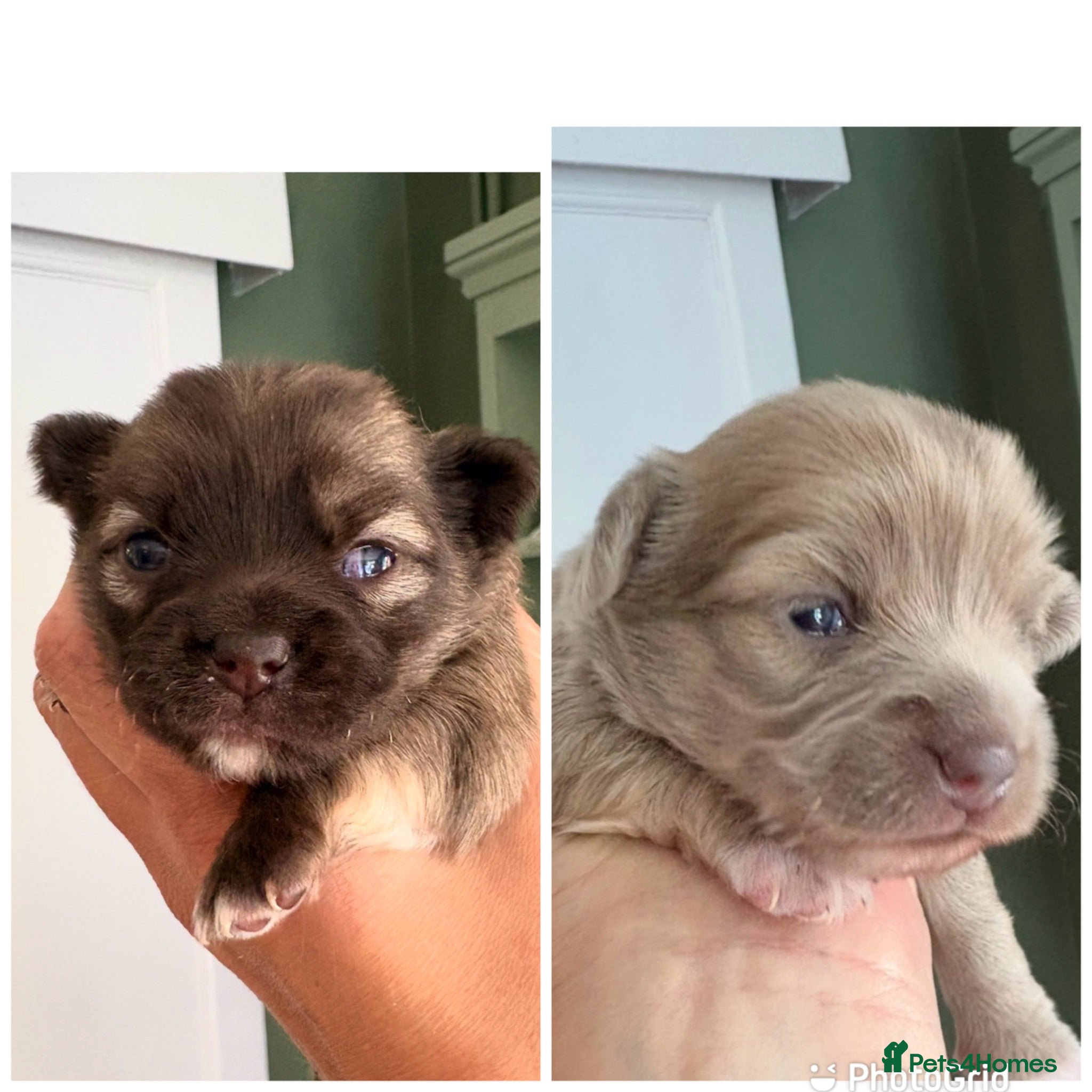Chihuahua dogs Stunning Long Haired Chihuahua Puppies - Advert 13