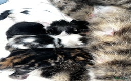 Mixed Breed cats for sale: 4 male kittens  - Image 1